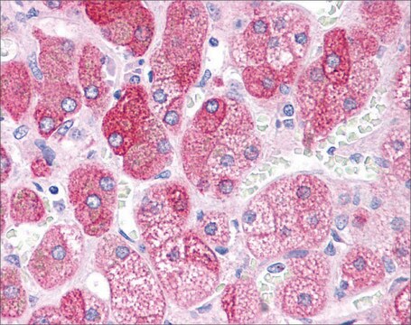 Anti-BACE1 antibody produced in rabbit affinity isolated antibody