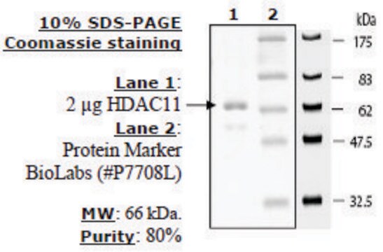 HDAC-11 human recombinant, expressed in baculovirus infected insect cells, &#8805;10% (SDS-PAGE)