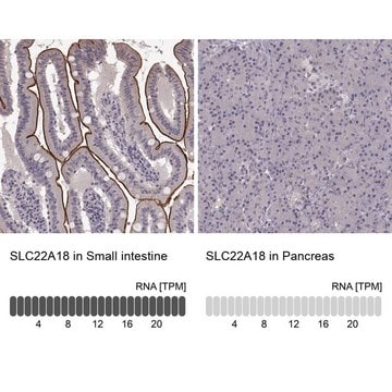 Anti-SLC22A18 antibody produced in rabbit Prestige Antibodies&#174; Powered by Atlas Antibodies, affinity isolated antibody