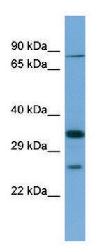 Anti-SLC6A9 (N-terminal) antibody produced in rabbit affinity isolated antibody