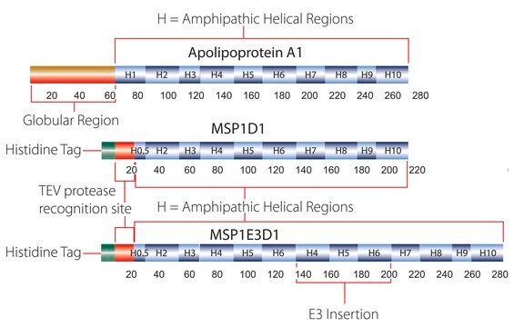 膜骨格タンパク質 1E3D1 recombinant, expressed in E. coli, buffered aqueous solution