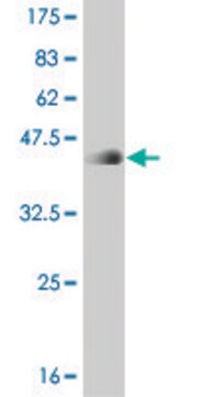 ANTI-T antibody produced in mouse clone 1H1, purified immunoglobulin, buffered aqueous solution