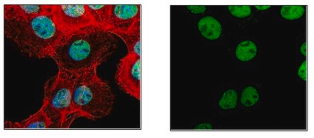 Anti-acetyl Histone H3 (Lys9), Alexa Fluor&#8482; 488 Conjugate Antibody from rabbit, ALEXA FLUOR&#8482; 488