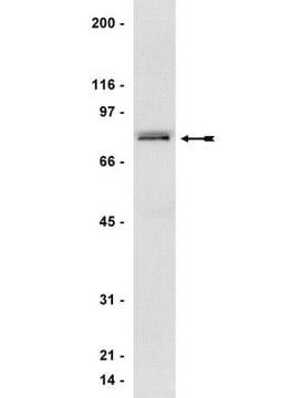 Anti-GRK 2/3 (&#946;ARK 1/2) Antibody, clone C5/1.1 clone C5/1.1, Upstate&#174;, from mouse