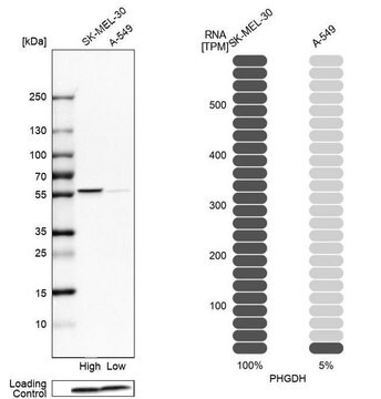 Anti-PHGDH antibody produced in rabbit Prestige Antibodies&#174; Powered by Atlas Antibodies, affinity isolated antibody, buffered aqueous glycerol solution, Ab1