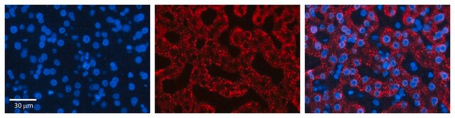 Anti-CTAGE5 antibody produced in rabbit affinity isolated antibody