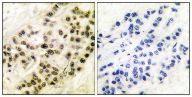 Anti-Cyclin B1 antibody produced in rabbit affinity isolated antibody