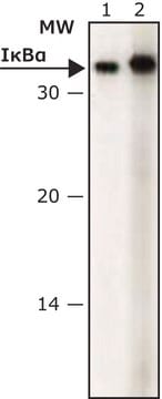 Anti-I&#954;B&#945; antibody produced in rabbit IgG fraction of antiserum, buffered aqueous solution