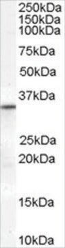 Anti-VDAC2 (Internal) antibody produced in goat affinity isolated antibody, buffered aqueous solution