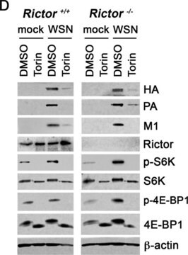 Anti-Rictor Antibody, clone 9F1.2 clone 9F1.2, from mouse