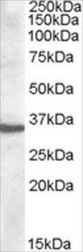 Anti-Apolipoprotein F antibody produced in goat affinity isolated antibody, buffered aqueous solution