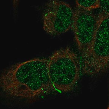 Anti-Cdh10 Antibody Produced In Rabbit Prestige Antibodies&#174; Powered by Atlas Antibodies, affinity isolated antibody, buffered aqueous glycerol solution