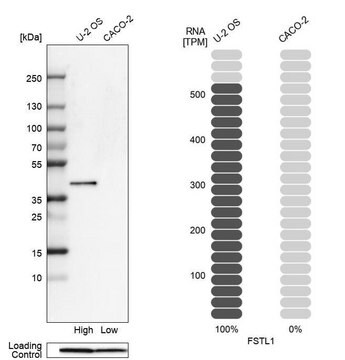 Anti-FSTL1 antibody produced in rabbit Prestige Antibodies&#174; Powered by Atlas Antibodies, affinity isolated antibody, buffered aqueous glycerol solution