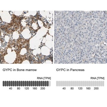 Anti-GYPC antibody produced in rabbit Prestige Antibodies&#174; Powered by Atlas Antibodies, affinity isolated antibody, buffered aqueous glycerol solution