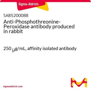 Anti-Phosphothreonine-Peroxidase antibody produced in rabbit 250&#160;&#956;g/mL, affinity isolated antibody