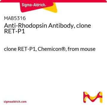 Anti-Rhodopsin Antibody, clone RET-P1 clone RET-P1, Chemicon&#174;, from mouse