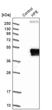 Anti-HFE antibody produced in rabbit Prestige Antibodies&#174; Powered by Atlas Antibodies, affinity isolated antibody, buffered aqueous glycerol solution