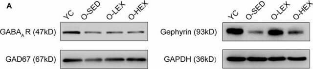 Anti-GABA A Receptor &#947;2 Antibody, cytoplasmic loop Chemicon&#174;, from rabbit