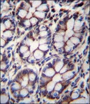 ANTI-IQCA1 (C-TERM) antibody produced in rabbit IgG fraction of antiserum, buffered aqueous solution