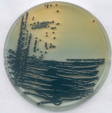 E.coli 0157:H7-Agar for microbiology Fluorocult&#174;