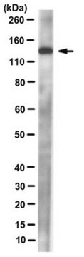 Anti-DNA polymerase delta p125 Antibody, clone 11E10.1 clone 11E10.1, from mouse