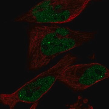 Anti-EYA1 antibody produced in rabbit Prestige Antibodies&#174; Powered by Atlas Antibodies, affinity isolated antibody