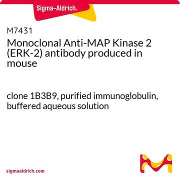 Monoclonal Anti-MAP Kinase 2 (ERK-2) antibody produced in mouse clone 1B3B9, purified immunoglobulin, buffered aqueous solution