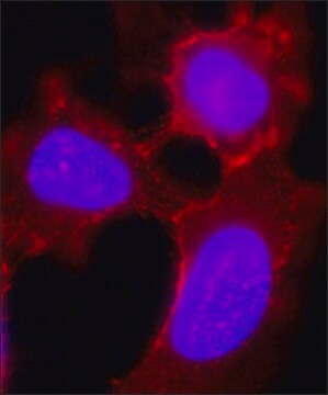 Anti-Desmoglein 2 (DSG2) antibody, Mouse monoclonal clone AH12.2, purified from hybridoma cell culture