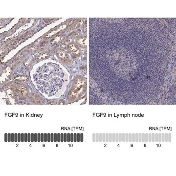 Anti-FGF9 Prestige Antibodies&#174; Powered by Atlas Antibodies, affinity isolated antibody