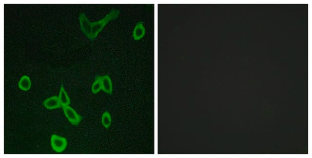 Anti-HRH4 antibody produced in rabbit affinity isolated antibody