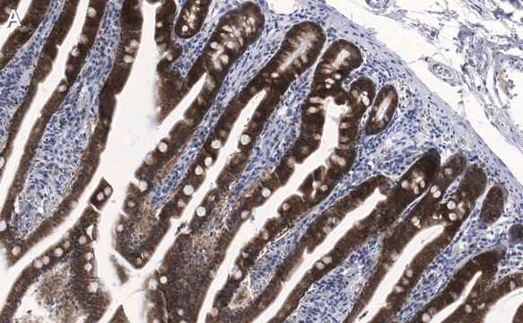 Anti-ErbB-3/HER3 Antibody, clone 1C8 ZooMAb&#174; Rabbit Monoclonal recombinant, expressed in HEK 293 cells