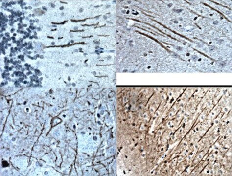 Anti-Substance P Receptor Antibody Chemicon&#174;, from guinea pig