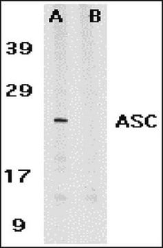 Anti-ASC Antibody Chemicon&#174;, from rabbit