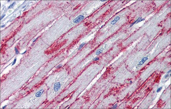 Anti-PNPT1 antibody produced in rabbit affinity isolated antibody