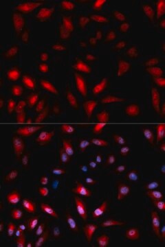 Anti-Phospho-HSP27/HSPB1-S82 antibody produced in rabbit