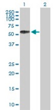 Anti-SELL antibody produced in mouse purified immunoglobulin, buffered aqueous solution