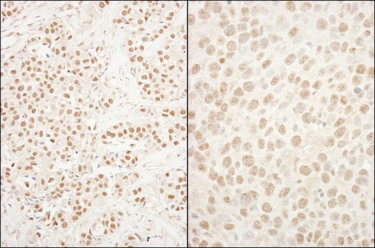 Rabbit anti-BRG1/SMARCA4 Antibody, Affinity Purified Powered by Bethyl Laboratories, Inc.