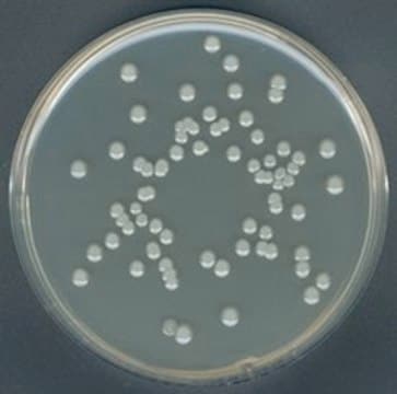 Plate-Count-Agar (Agar 15 g/L) suitable for microbiology, NutriSelect&#174; Plus