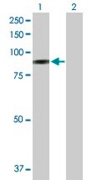 Anti-SELP antibody produced in mouse purified immunoglobulin, buffered aqueous solution