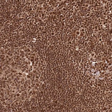 Anti-XRN2 antibody produced in rabbit Prestige Antibodies&#174; Powered by Atlas Antibodies, affinity isolated antibody, buffered aqueous glycerol solution