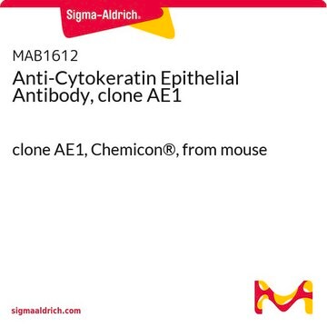 Anti-Cytokeratin Epithelial Antibody, clone AE1 clone AE1, Chemicon&#174;, from mouse