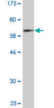 Monoclonal Anti-CTSE antibody produced in mouse clone 2D5, purified immunoglobulin, buffered aqueous solution