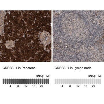 Anti-CREB3L1 antibody produced in rabbit Prestige Antibodies&#174; Powered by Atlas Antibodies, affinity isolated antibody, buffered aqueous glycerol solution