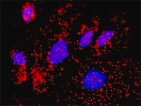 Anti-CAMK2G antibody produced in rabbit IgG fraction of antiserum, buffered aqueous solution