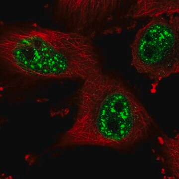 Anti-HP1BP3 antibody produced in rabbit Prestige Antibodies&#174; Powered by Atlas Antibodies, affinity isolated antibody