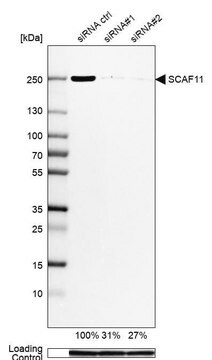 Anti-SCAF11 antibody produced in rabbit Prestige Antibodies&#174; Powered by Atlas Antibodies, affinity isolated antibody