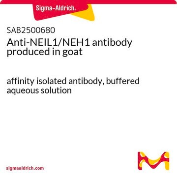 Anti-NEIL1/NEH1 antibody produced in goat affinity isolated antibody, buffered aqueous solution