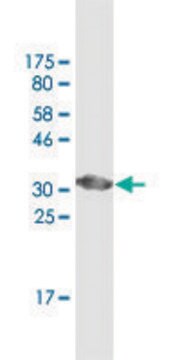 Monoclonal Anti-ATP6V0D2 antibody produced in mouse clone 7A4, ascites fluid