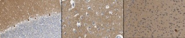 Anti-Septin-3 Antibody, clone 5C1.2 clone 5C1.2, from mouse