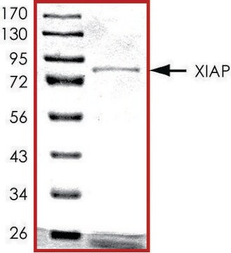 XIAP, GST tagged human recombinant, expressed in baculovirus infected Sf9 cells, &#8805;70% (SDS-PAGE), buffered aqueous glycerol solution